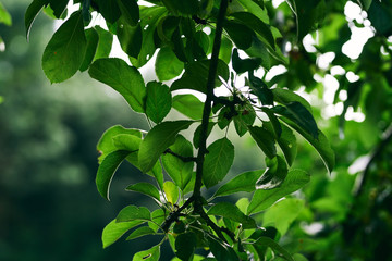 green leaves of apple tree in spring