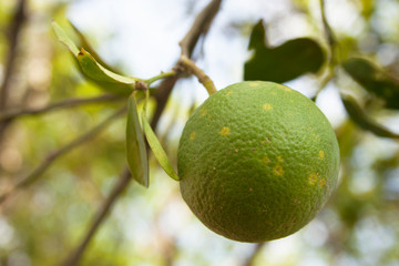 Diseased orange citrus infected with leprosis