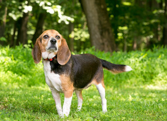 A tricolor Beagle mixed breed dog with droopy ears standing outdoors