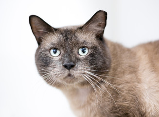 A Burmese cat with its ear tipped, indicating that it has been spayed or neutered and vaccinated
