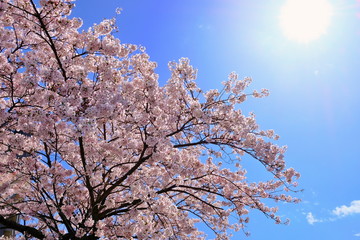 桜