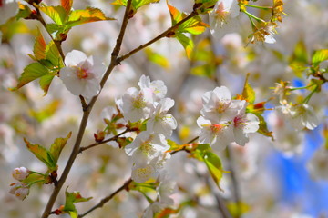 桜