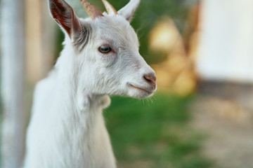 portrait of a goat