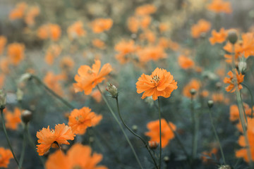Yellow flowers with green leaves in the background of the public