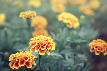 Fototapeta premium Marigold flowers with green leaves in the park in Thailand.