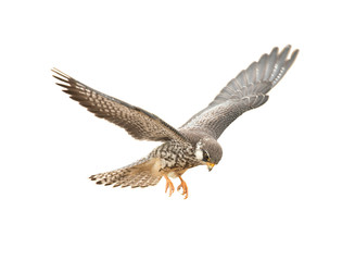 Amur Falcon is looking for food on a white background.