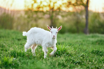 goat on the meadow