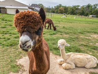 Obraz premium Alpaca Calling