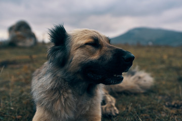 dog on the beach
