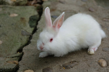A pretty white rabbit on ground