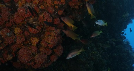 Coral reef scenics from the sea of cortez, Mexico.