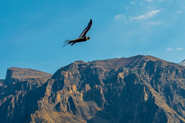 Fototapeta na wymiar Wide angle view of an Andean Condor (Vultur gryphus) flying above the mountain peaks of the Colca Canyon, Arequipa, Peru.