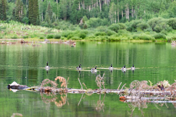 Maroon Bells lake at sunrise in Aspen, Colorado with many geese swimming on surface of water by avalanche debris