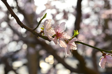 In full bloom in the peach blossom