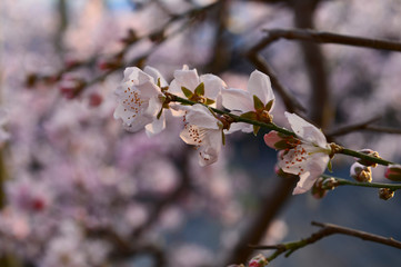 In full bloom in the peach blossom
