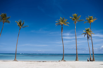 Obraz premium tropical beach with palm trees