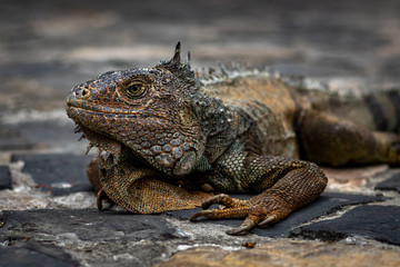 iguana 