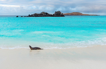 An alpha male Galapagos Sea lion (Zalophus wollebaeki) patrolling the beach of Gardner Bay on San...