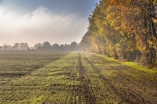 Hazy agricultural november landscape