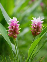 The Blossoms of the Siam Tulip (Krachiew flowers). Curcuma alismatifolia. Siam tulip or summer tulip