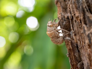 Beautiful nature scene macro cicadas molting.Cicada insect stick on tree. Beautiful macro cicadas molting. Insect molting cicadas on tree in nature.Cicadas metamorphosis grow up to adult insect