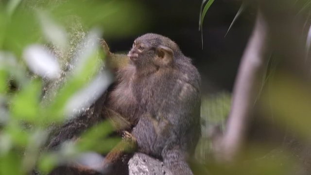 Two Pygmy Marmoset (Cebuella pygmaea) grooming in the trees of Singapore Zoo.