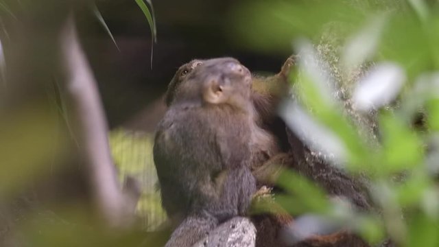 Two Pygmy Marmoset (Cebuella pygmaea) grooming in the trees of Singapore Zoo, close shot.