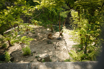 NIKOLAEV, UKRAINE - AUGUST 5, 2018. animals in the zoo, the city zoo, Ukraine.