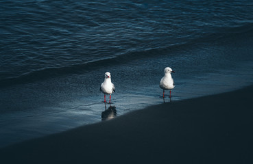 Obraz premium The close-up of two sea gull