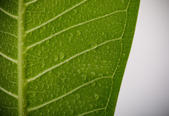 Skeletons and Texture of green leaf with water drop for background macro shot isolate on white background