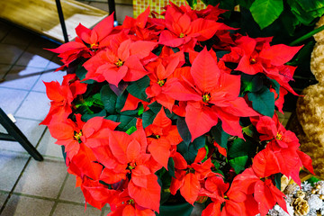 クリスマスイメージ：クリスマスシーズンを彩る真っ赤な花 ポインセチア