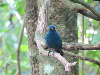 Sunda Blue Robin