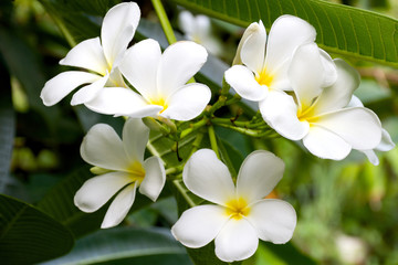 Plumeria flower or Frangipani flower white and yellow color on blurred background in garden.