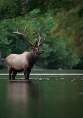 Bull Elk Crossing A Creek 