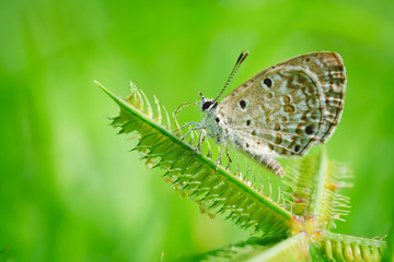 Beautiful small butterflies