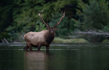 Bull Elk Crossing A Creek 