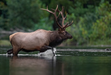 Bull Elk Crossing A Creek 
