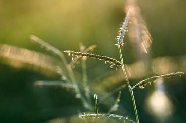 Green grass with the sunlight of the morning