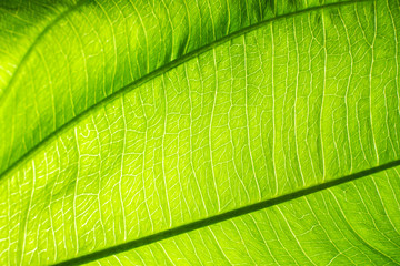 Close up of fresh green leaf texture.
