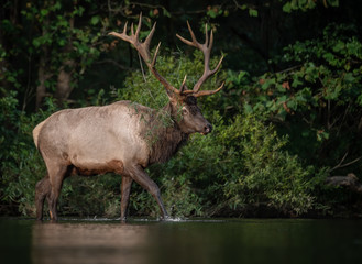 Bull Elk Crossing A Creek 