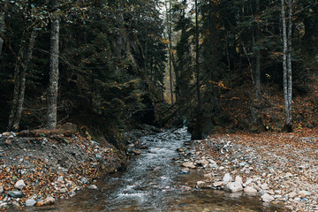 stream in the forest