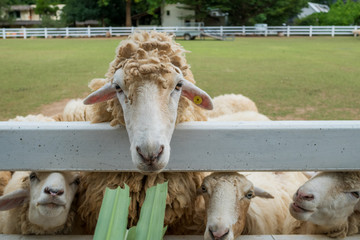 Fototapeta premium Sheep close up portrait white and brown of cute friendly feeding in farm chewing glass. Sheep at farm