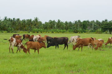 Fototapeta na wymiar Cows grazing in green meadow. Cows in beautiful rice fields in summer