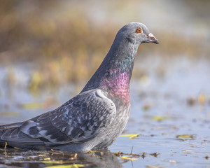 Stock dove washing in shallow water