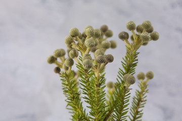 Native flower, Berzelia Strawberry isolated on textured background.