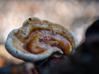 Mushrooms on the base of the tree or the stump. Soft of focus