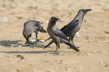 Crow eating fish food on beach