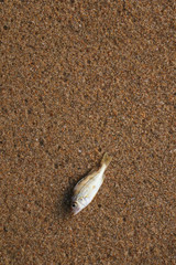 Dead small fish on the beach sand 