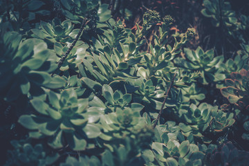Fototapeta na wymiar Close up of succulent plants; vintage style.