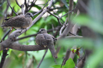 Love Birds